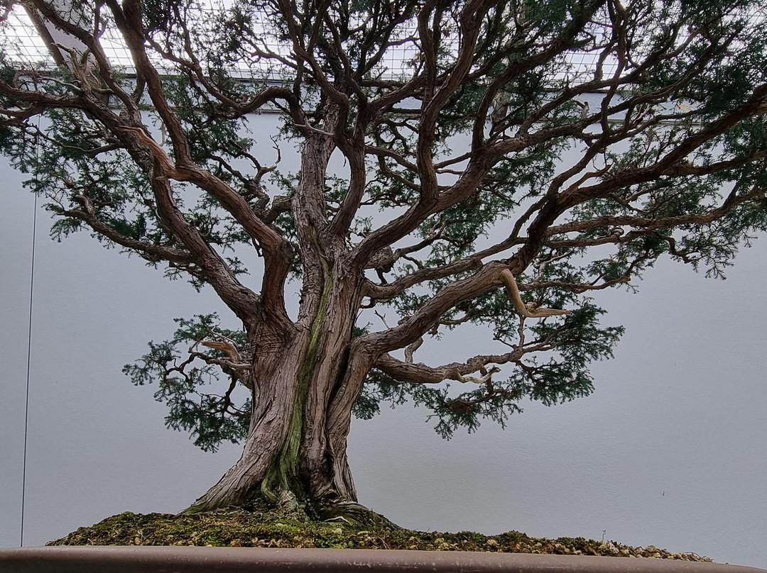 National Bonsai & Penjing Collection-Molonglo Valley必去景点