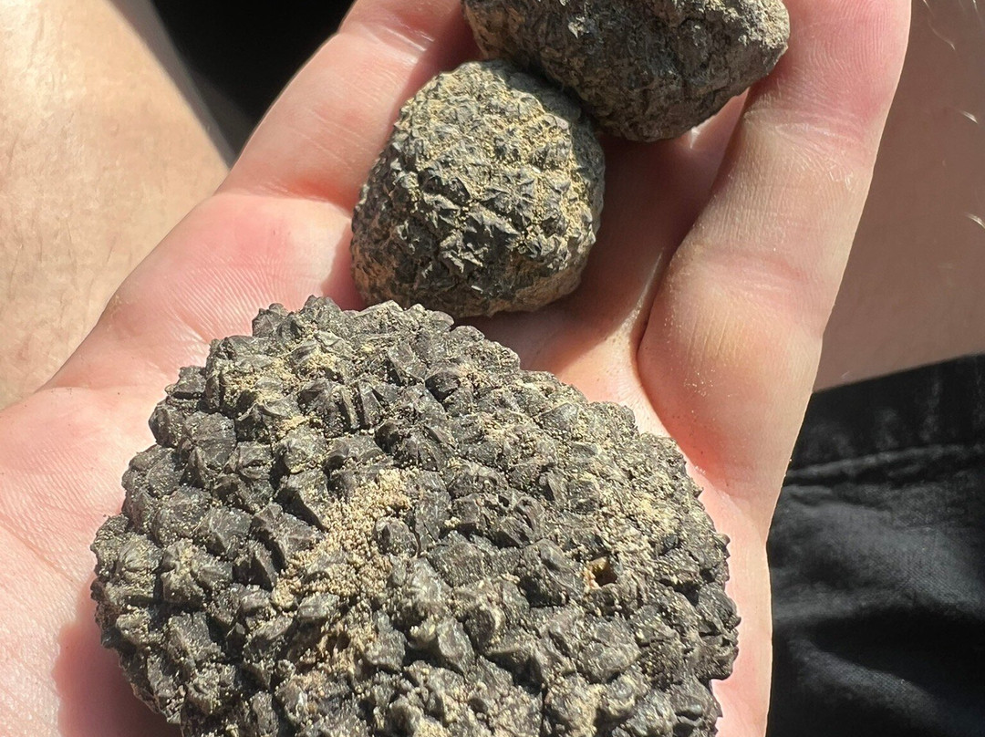 Truffle in Tuscany-圣米尼亚托必去景点