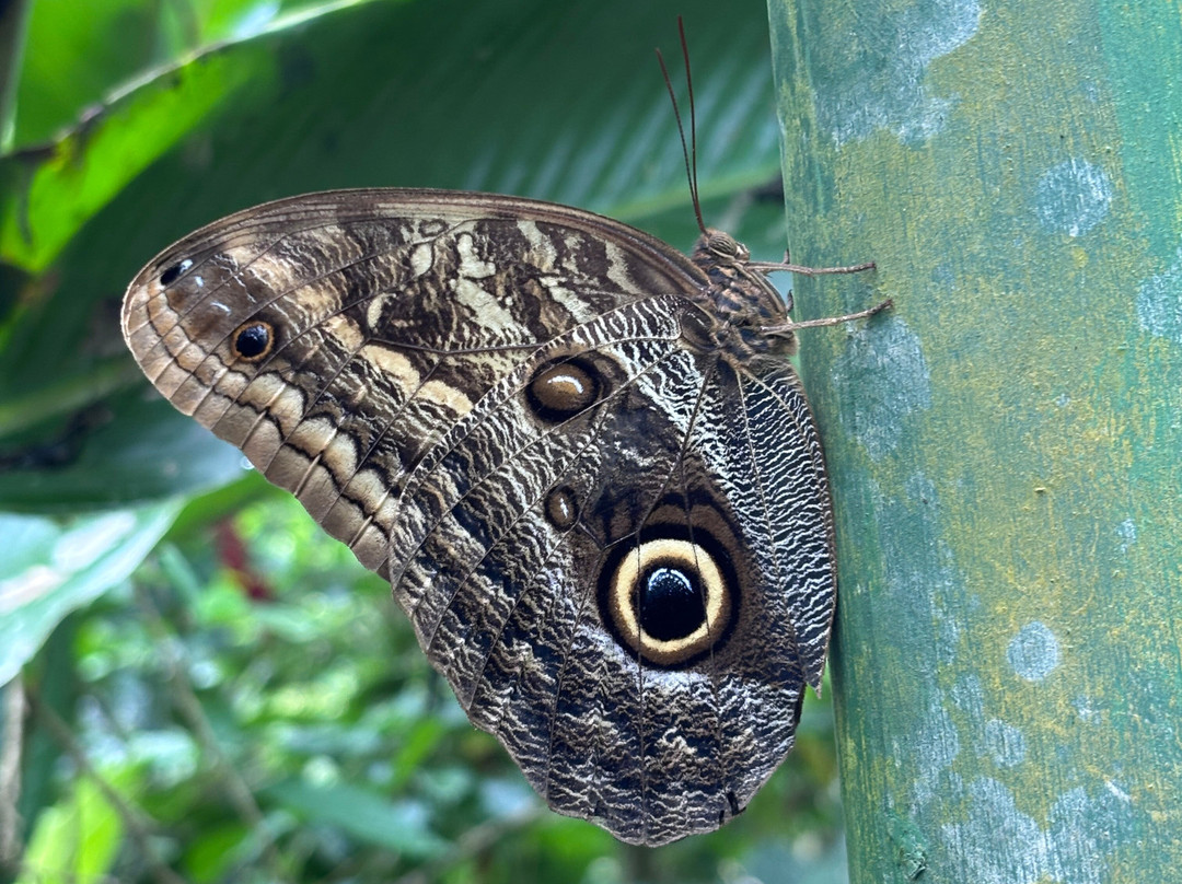 Royal Butterflies-哈科必去景点