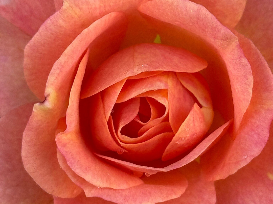 Tartu University Botanical Garden-塔尔图必去景点