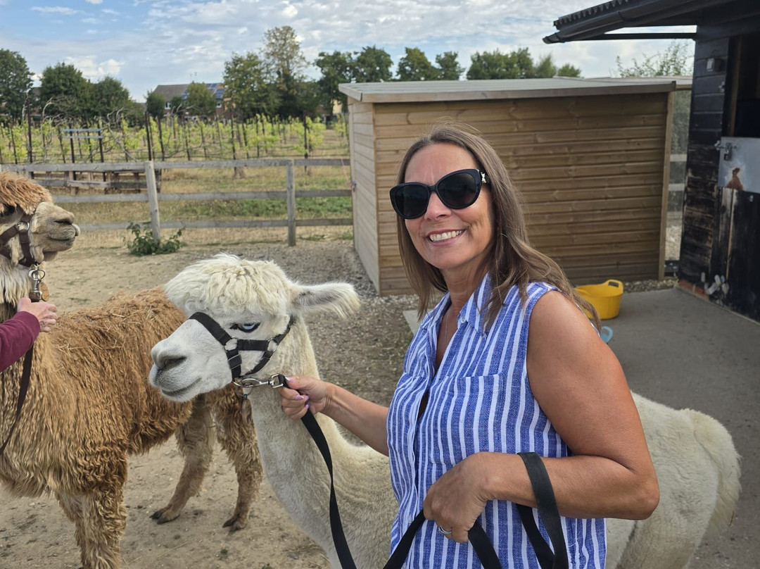All Things Alpaca Ltd-切姆斯福德必去景点