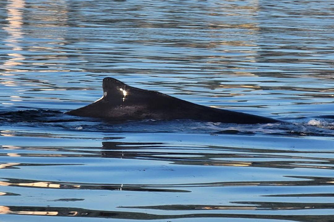 qathet Visitor Centre-鲍威尔里弗必去景点