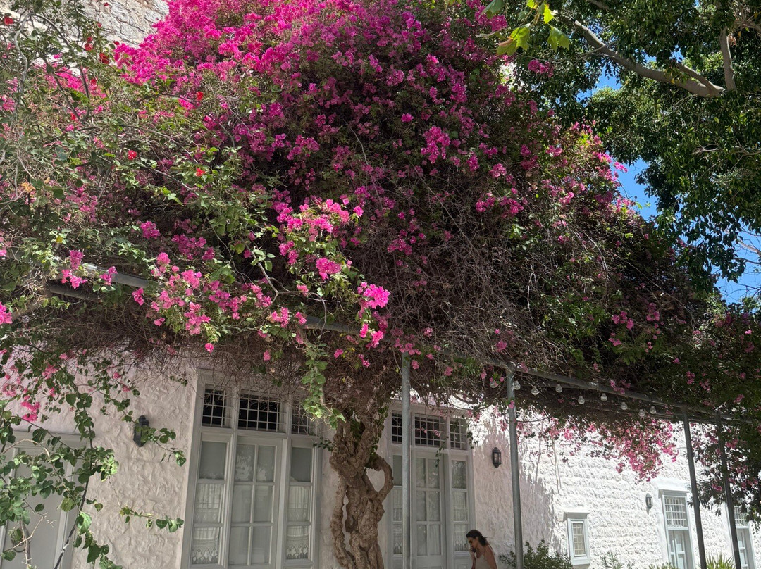 Hydra Sightseeing-雅典必去景点