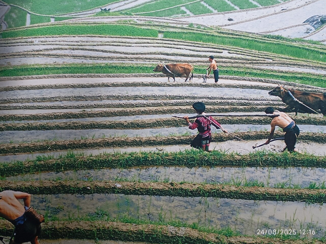 Longji Rice Terraces-桂林市必去景点