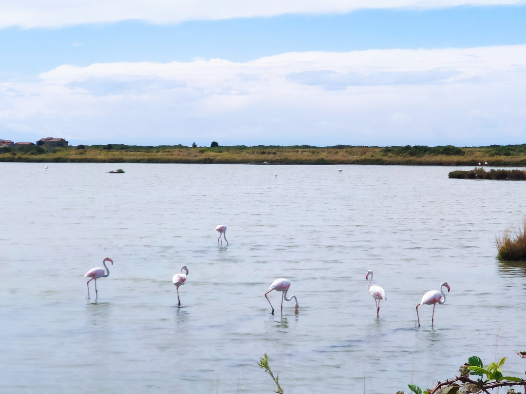 Saline Di Comacchio-科马基奥必去景点