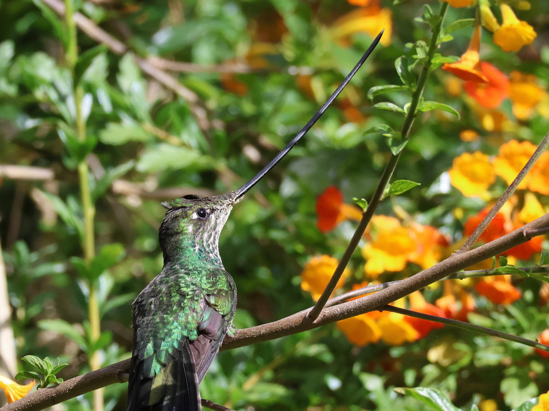 Private Tours Peru-乌鲁班巴必去景点