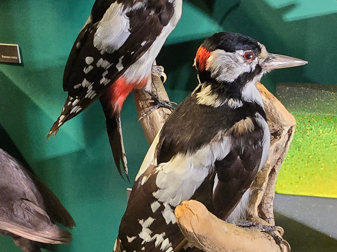 Muséum de Grenoble-格勒诺布尔必去景点