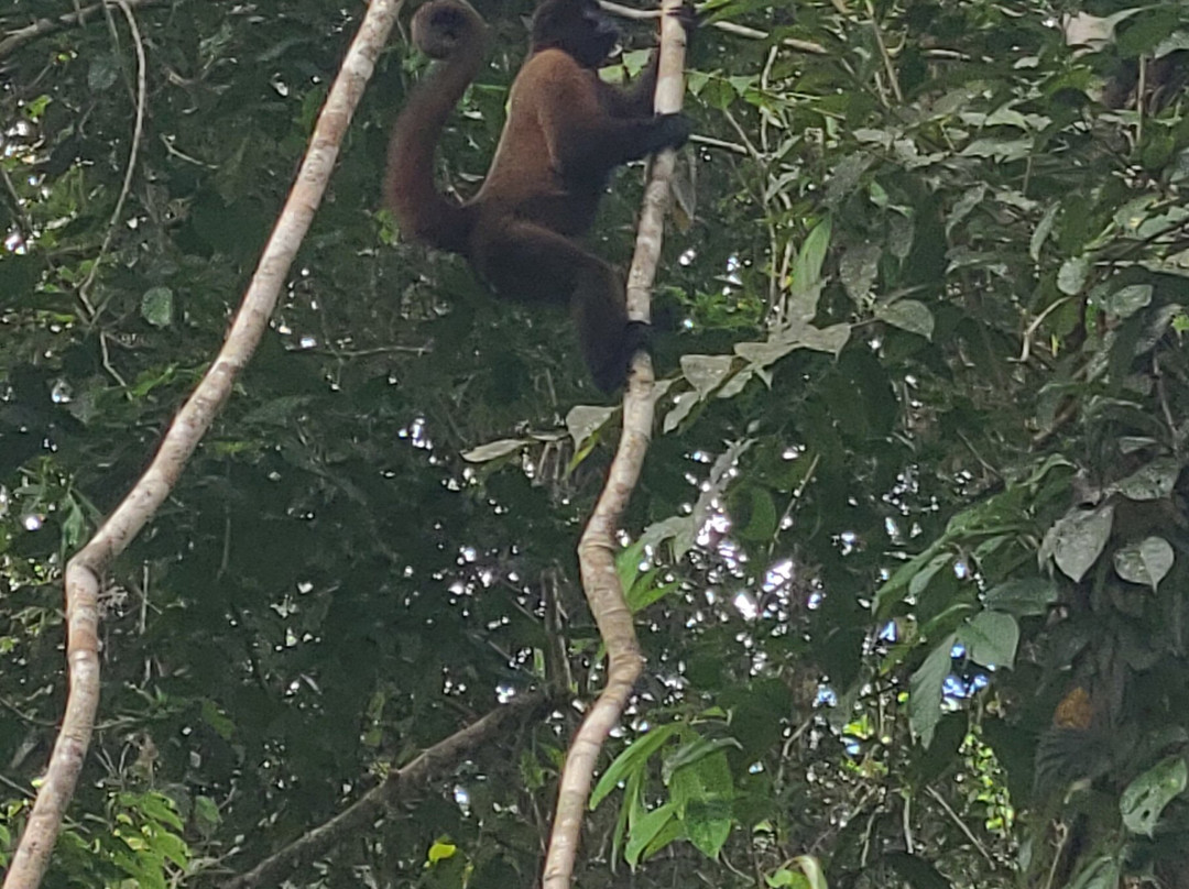 Akangau Jungle Tours-Tena必去景点