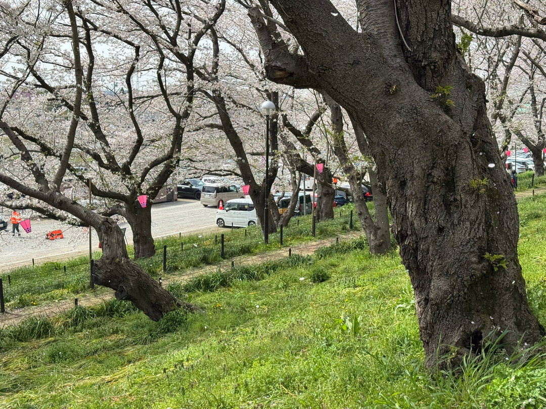 Gongendo Sakura Tsutsumi-幸手市必去景点