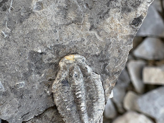 U-Dig Fossils-犹他州必去景点