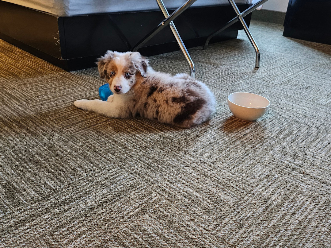 Staybridge Suites Syracuse (Liverpool) by IHG主图