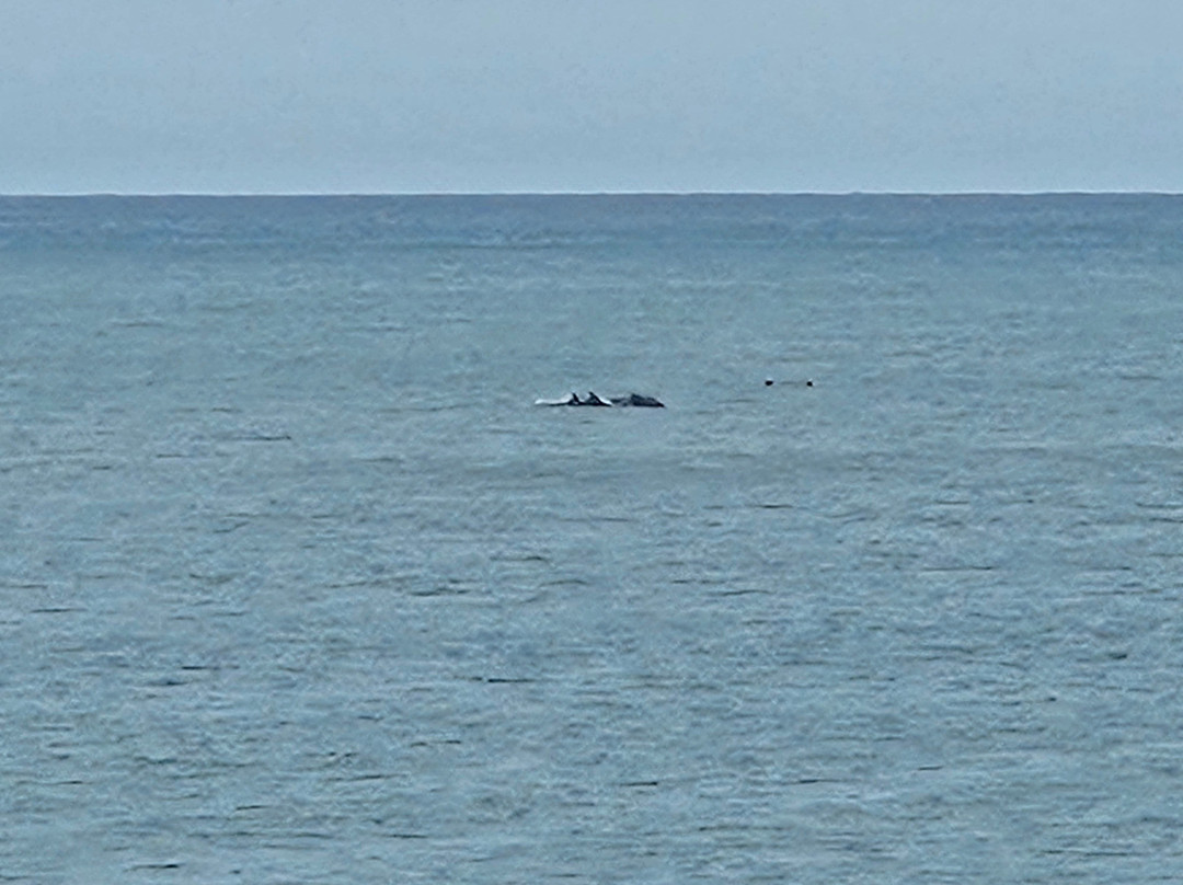 Whaler Inn Beach Club主图