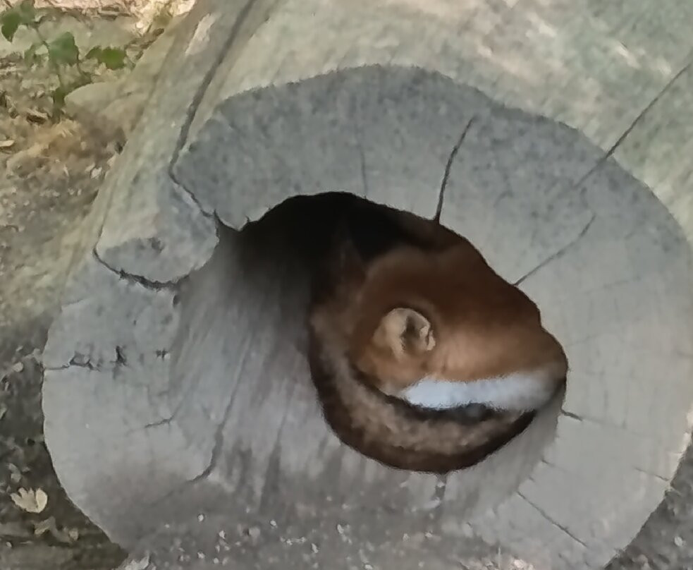 Parc Animalier d'Introd-Introd必去景点