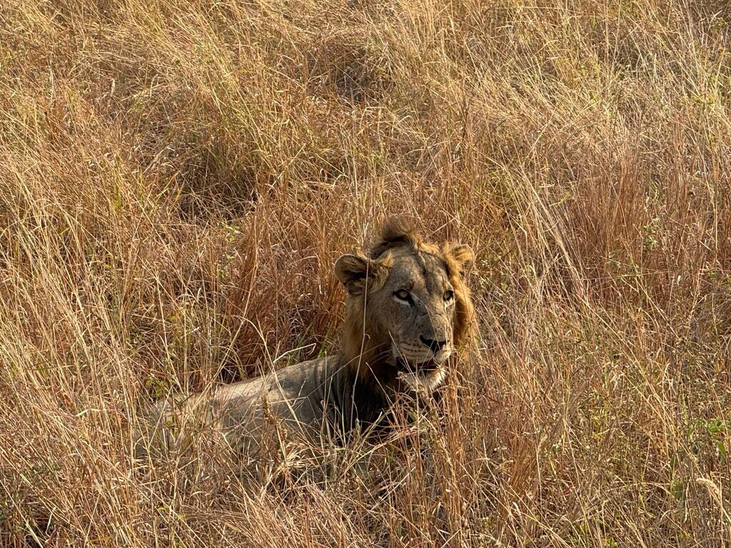 Utopia safaris-阿鲁沙必去景点