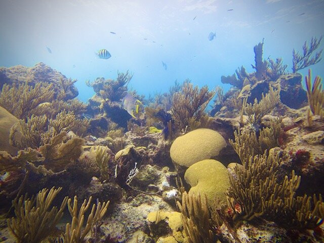Dive Bermuda at Somerset-Sandys Parish必去景点