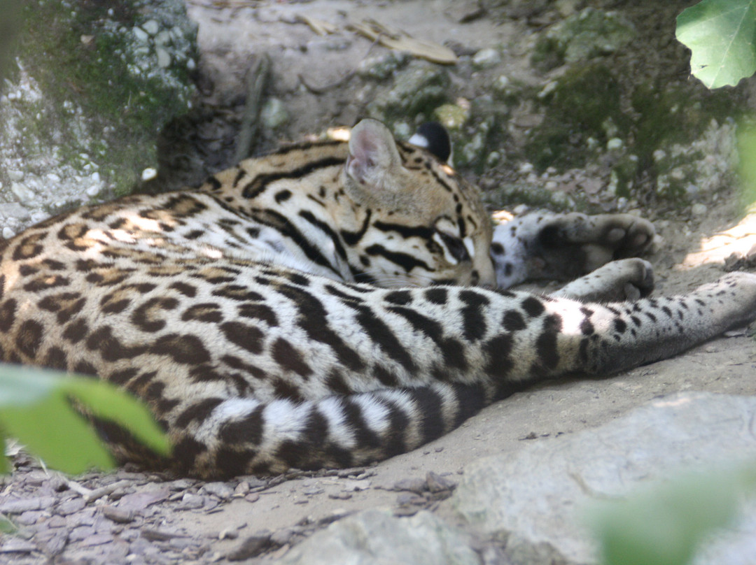 Parco Natura Viva-布索伦戈必去景点