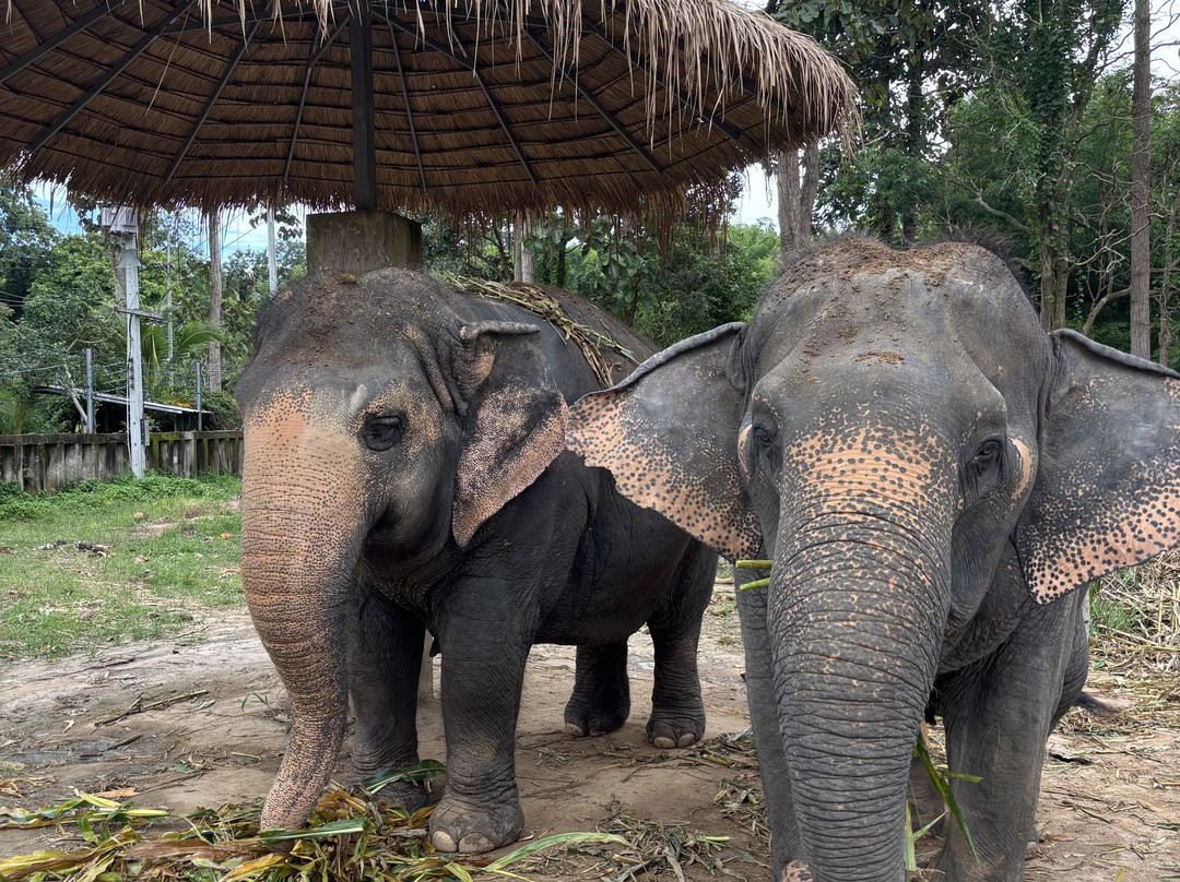 Maerim Elephant Sanctuary-夜林必去景点