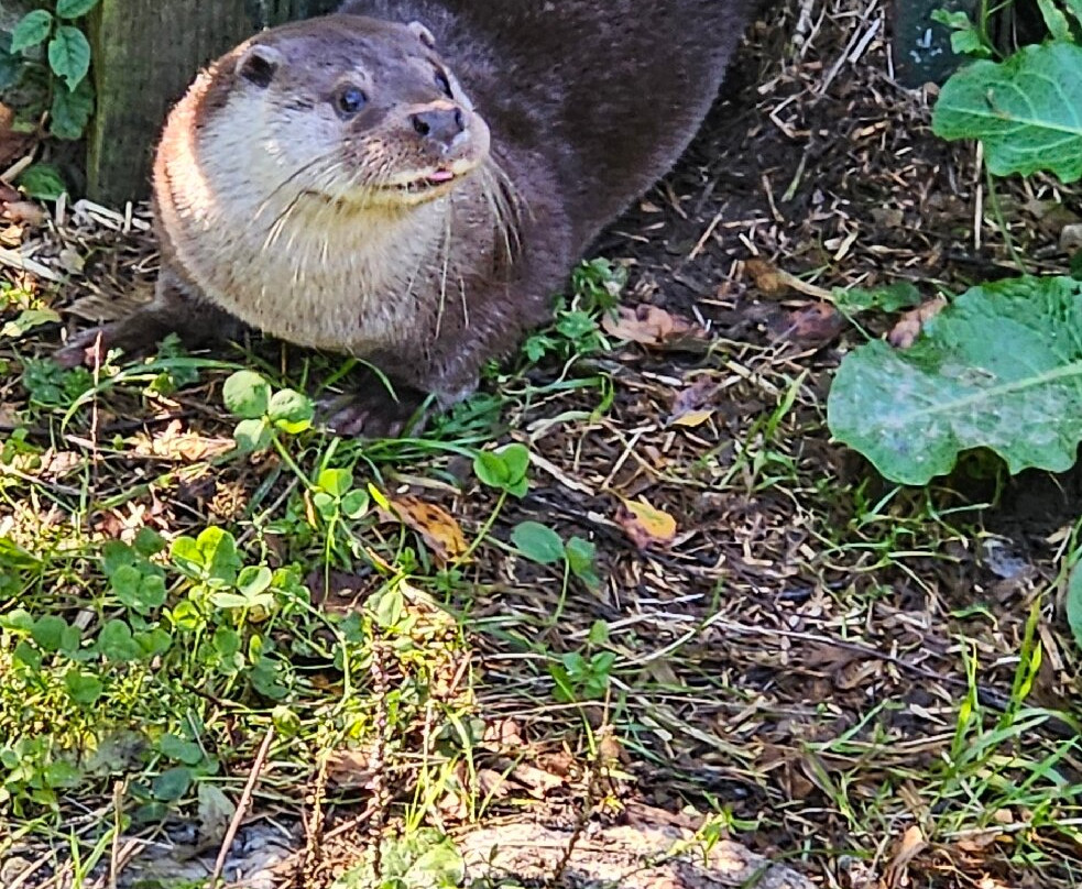 Buckfast Butterfly Farm And Dartmoor Otter Sanctuary-Buckfastleigh必去景点