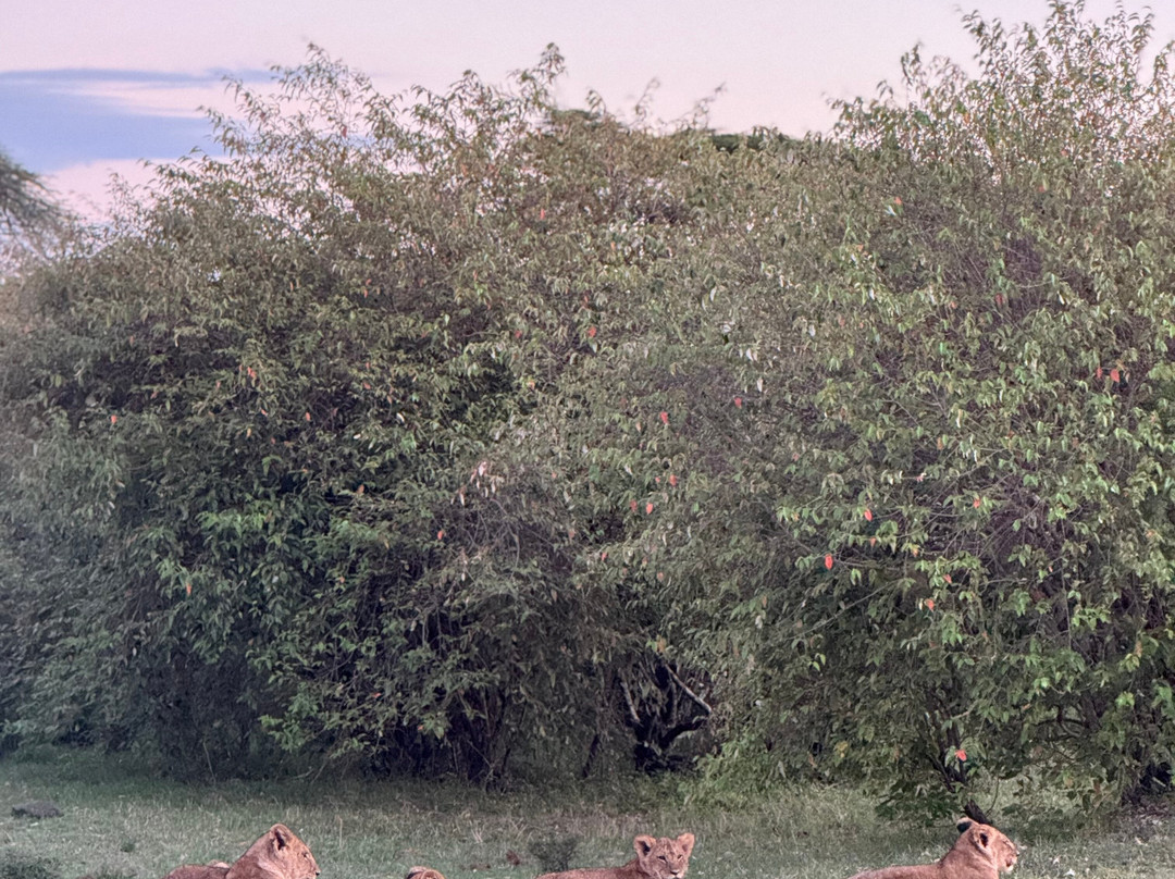 Seremara Safaris-Karen必去景点