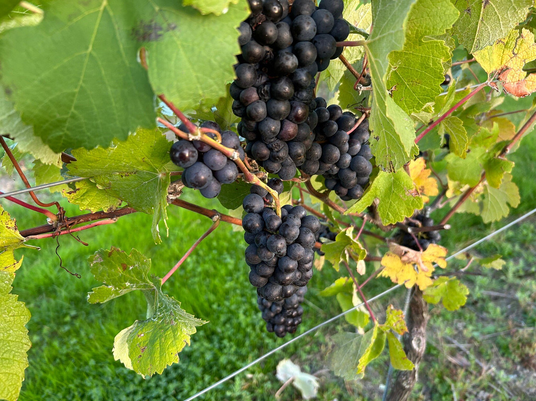 Balfour Winery-Staplehurst必去景点