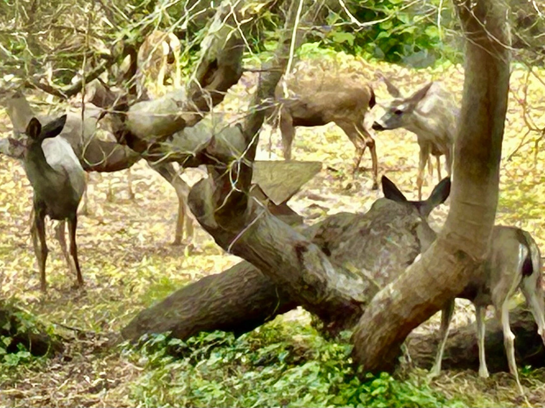 圣西蒙小屋酒店主图