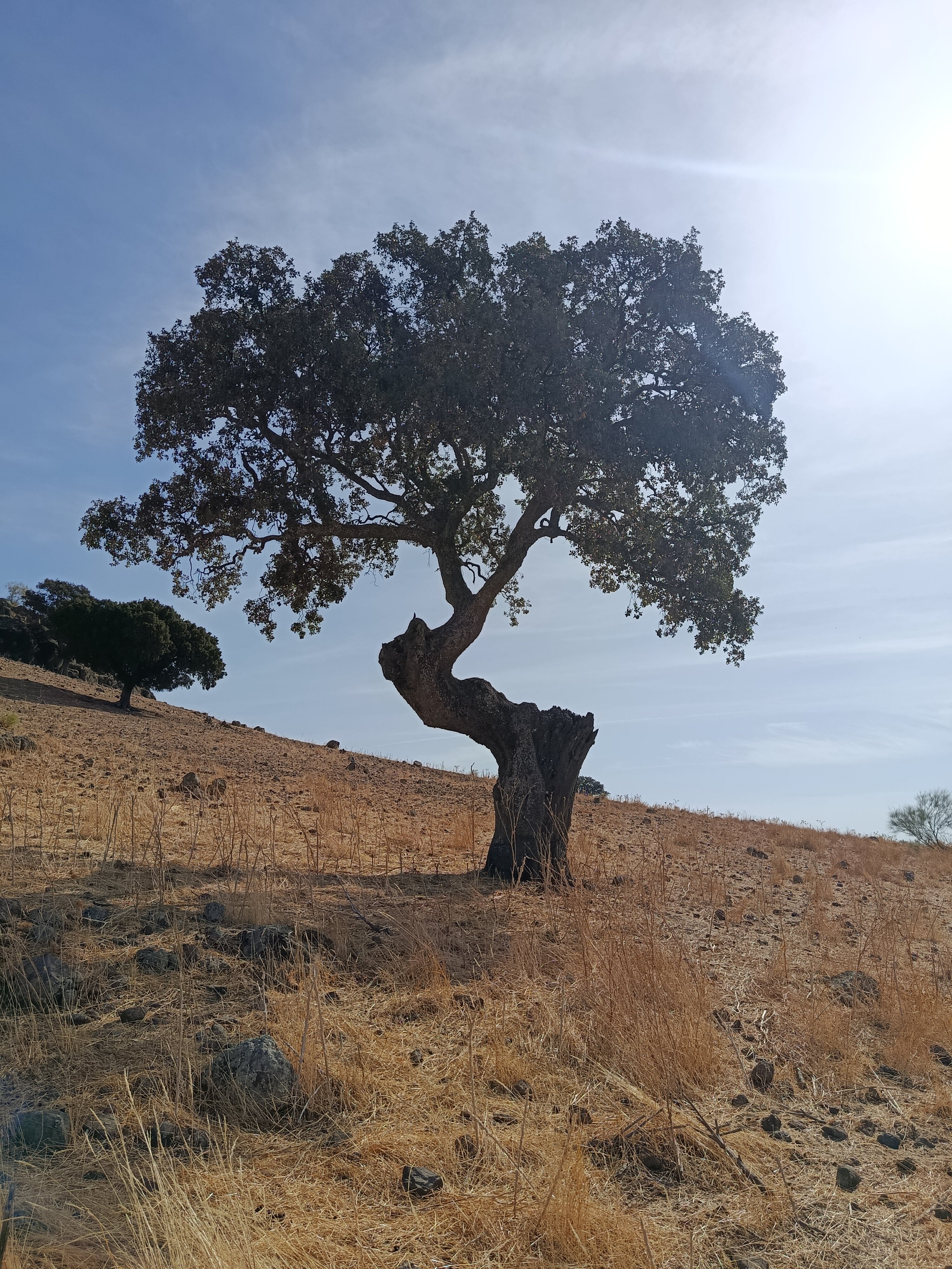 Hotel Balneario de Fuencaliente-官方