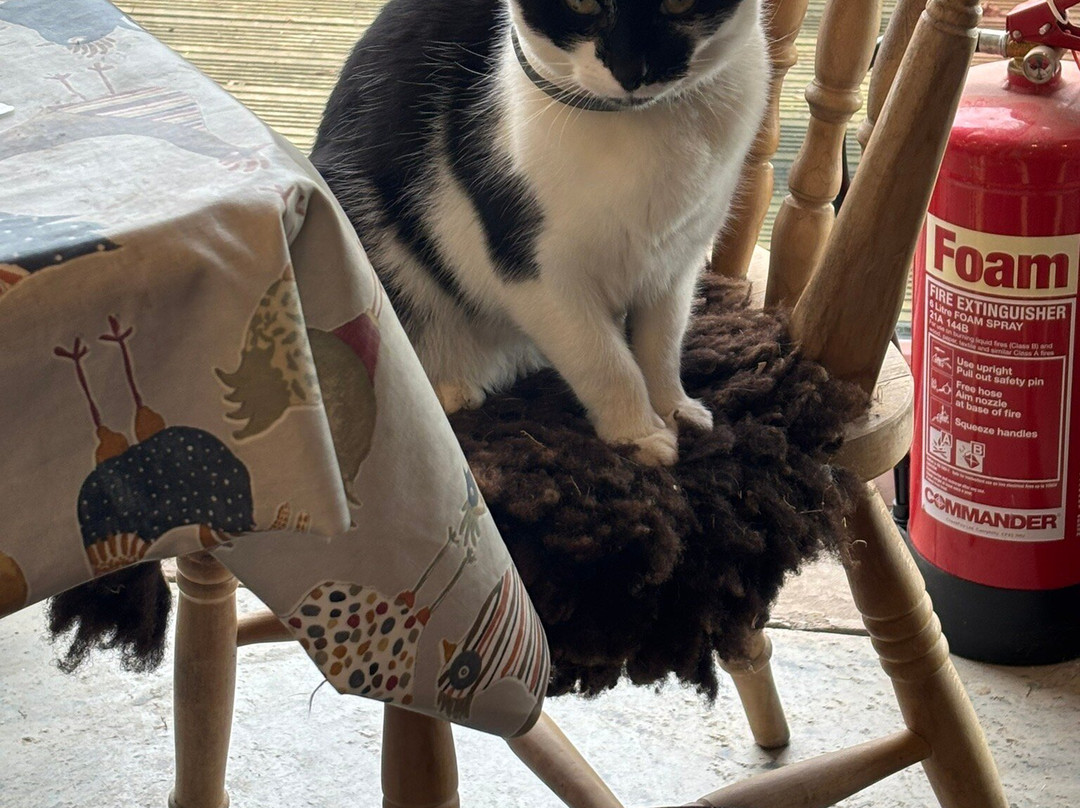 Alpaca Trekking Cornwall-康沃尔必去景点