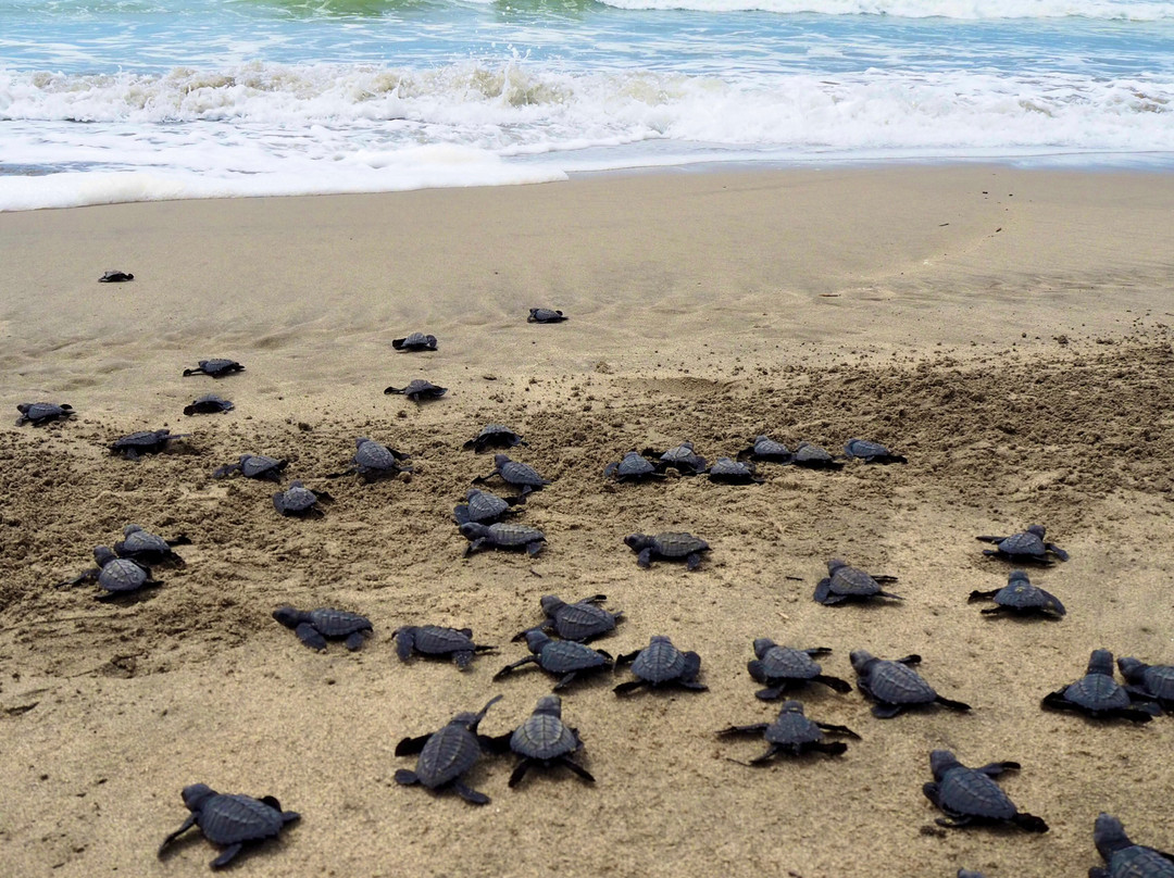 Campamento Tortuguero Playa Hermosa-阿卡普尔科必去景点