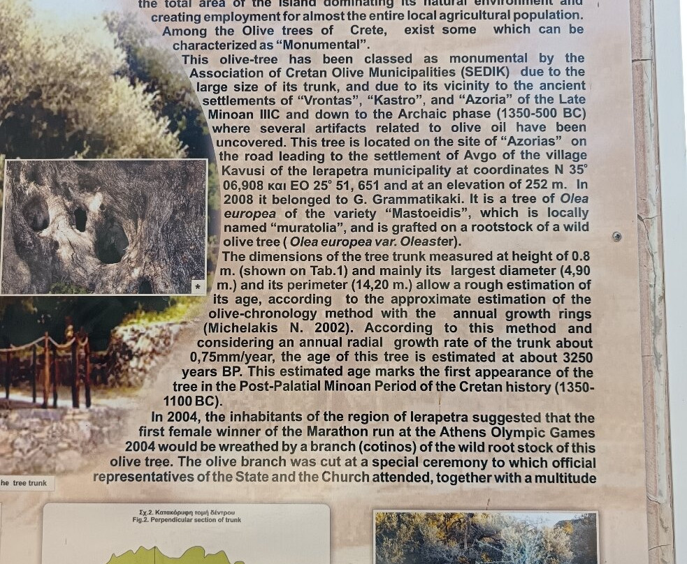 Azorias Ancient Olive Tree-Kavousi必去景点