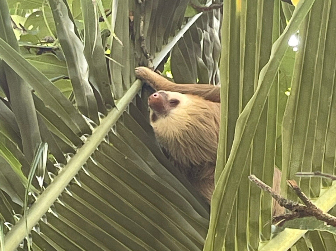 The Biologist from Cahuita-卡维塔必去景点