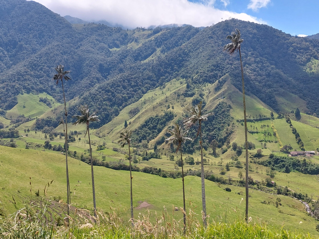 Valle De Cocora-萨伦托必去景点