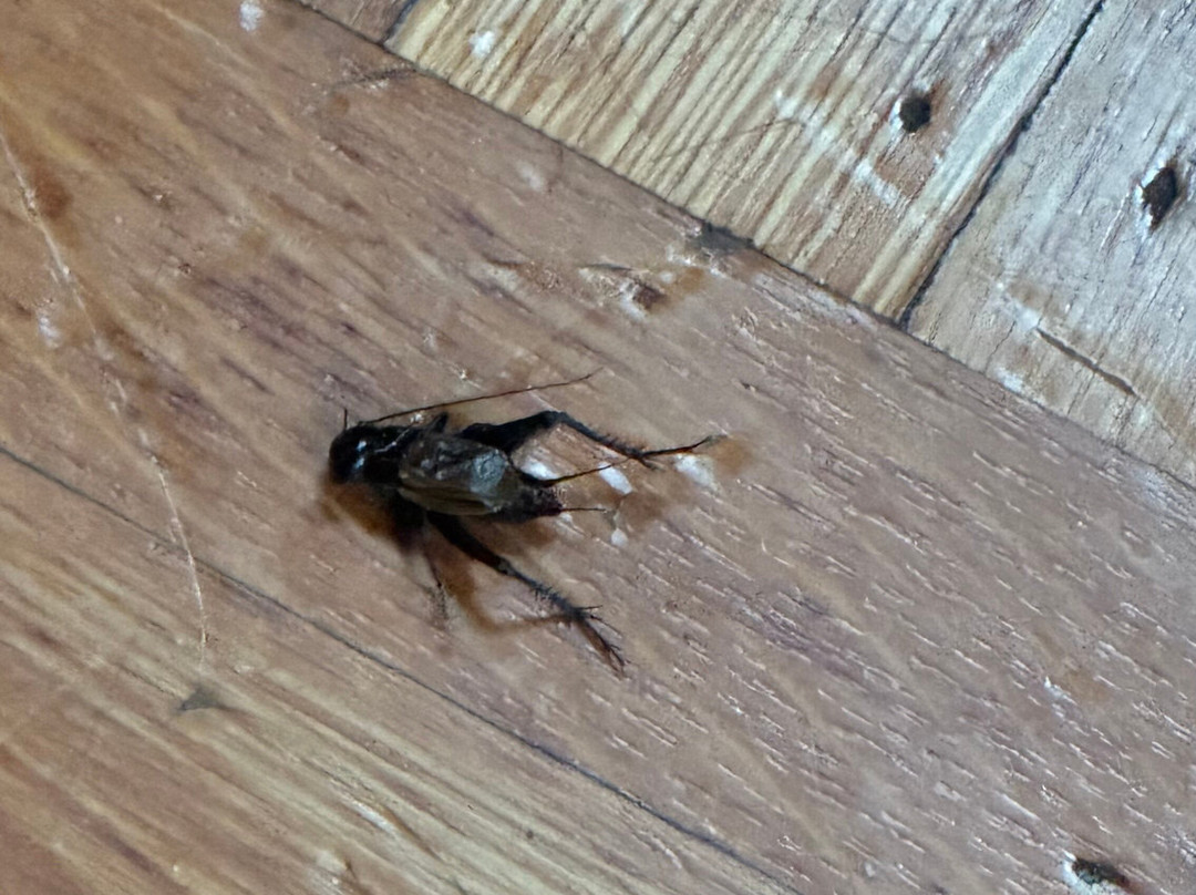 婚礼蛋糕房子