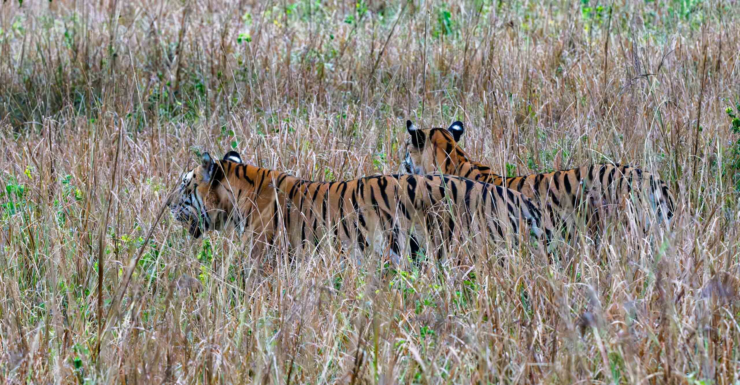 Kanha Jungle Resort-官方