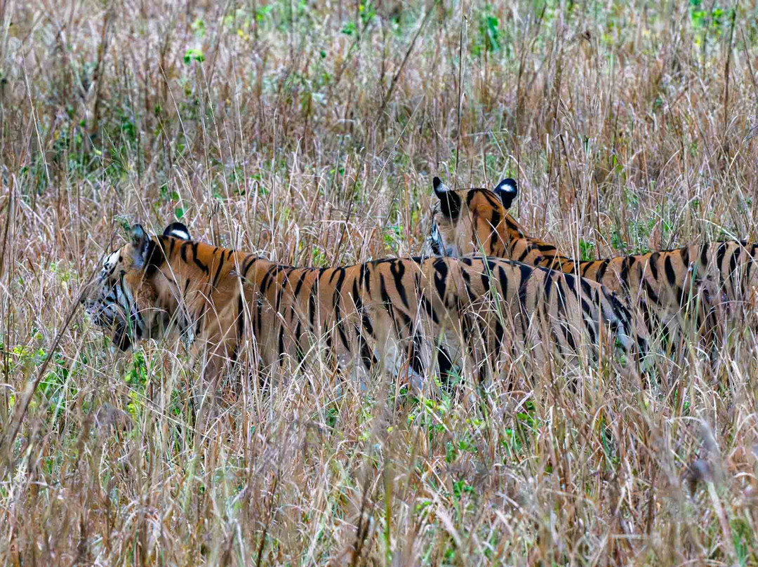 Kanha Jungle Resort主图