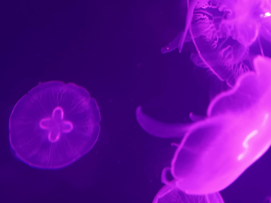 Cebu Ocean Park - Cebu-宿雾市必去景点