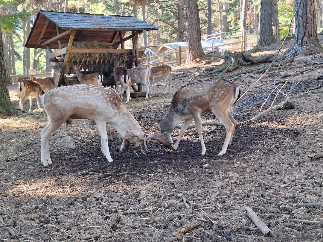 Parque Faunistico - La cuniacha-Biescas必去景点