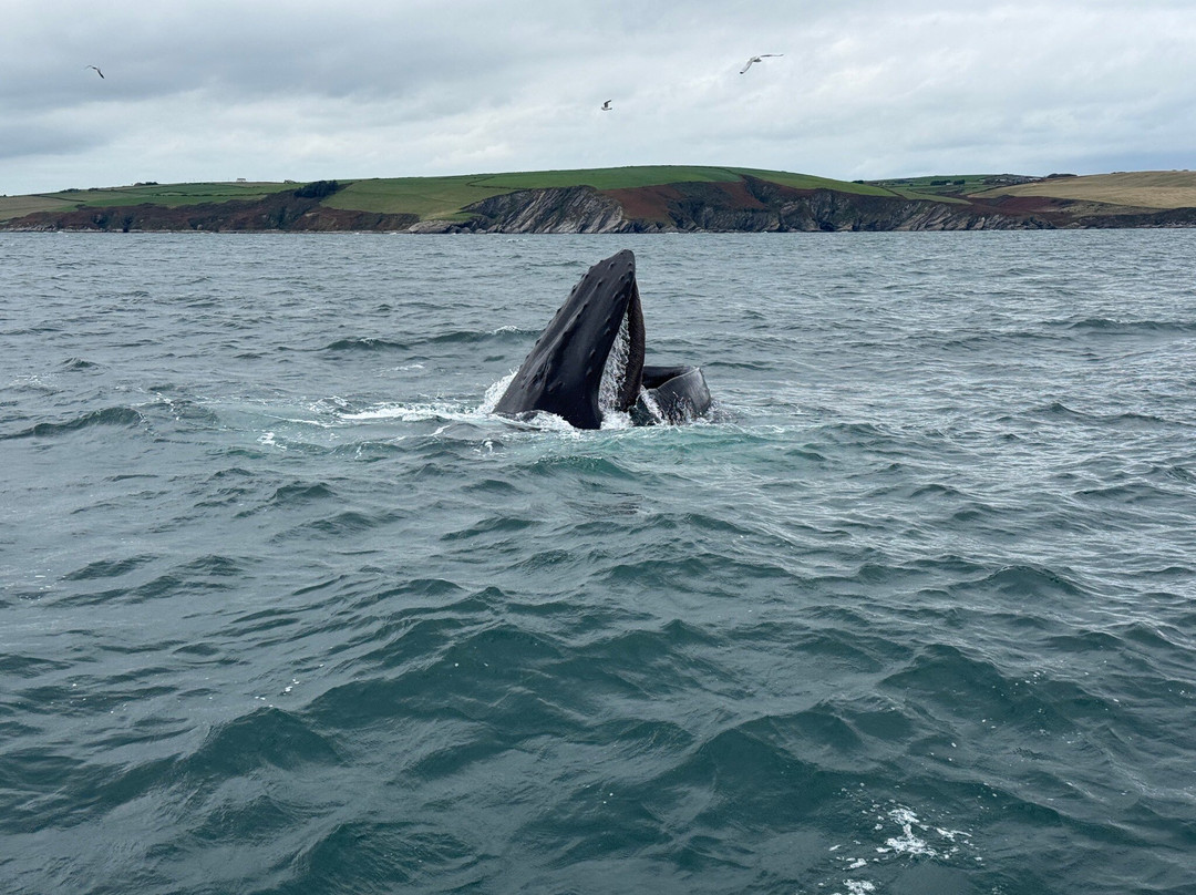Atlantic Whale and Wildlife Tours-Courtmacsherry必去景点