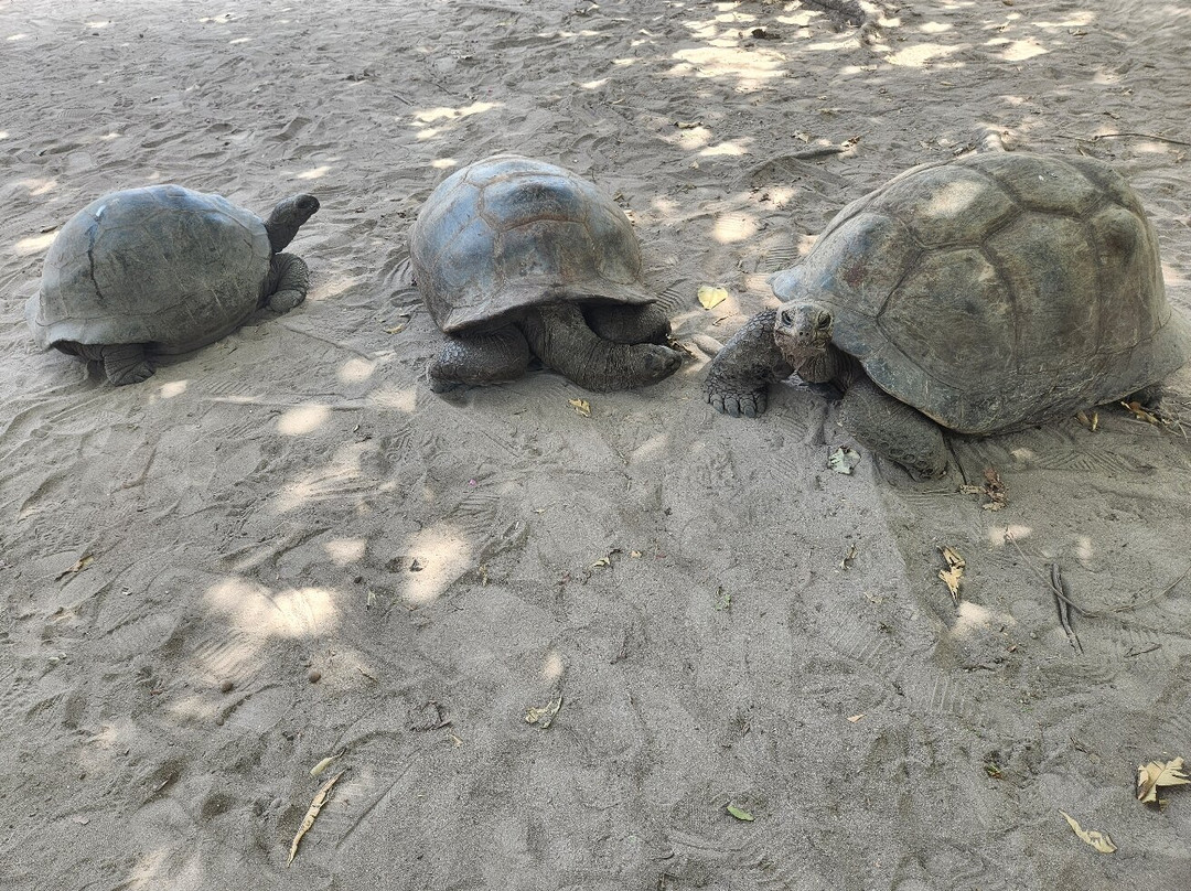 Curieuse Island-普拉兰岛必去景点