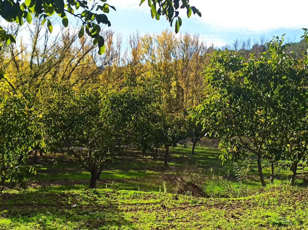Cooperativa De Viver-Viver必去景点