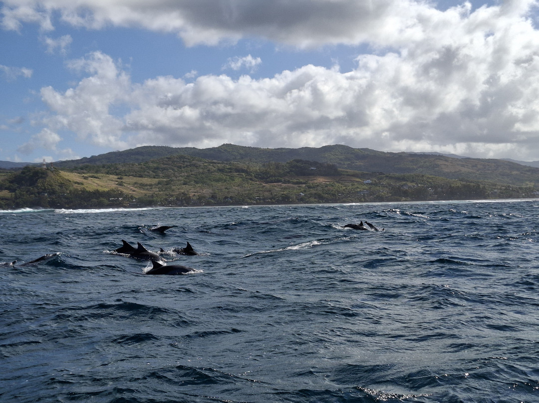 Namori Tours Sortie Dauphins-贝尔欧布莱必去景点
