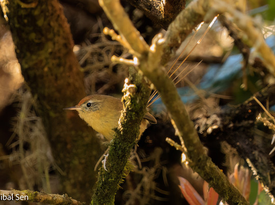 Birds Chile-巴拉斯港必去景点