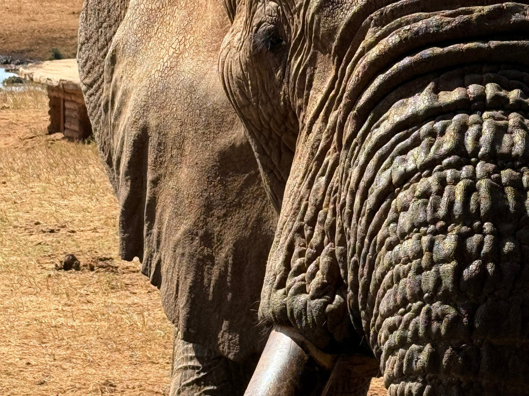 Kenya Safaris con Beka Day Tours-瓦塔木必去景点