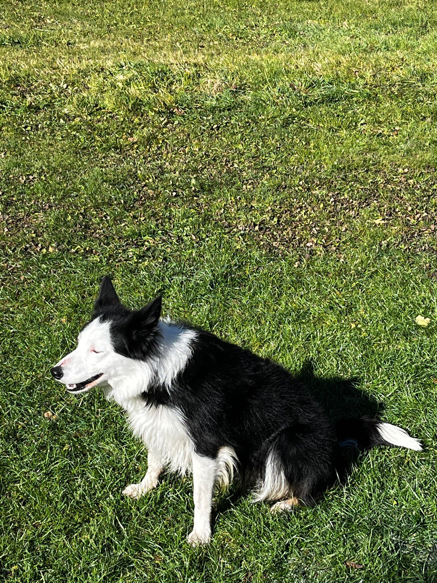 阿尔本小屋酒店-官方