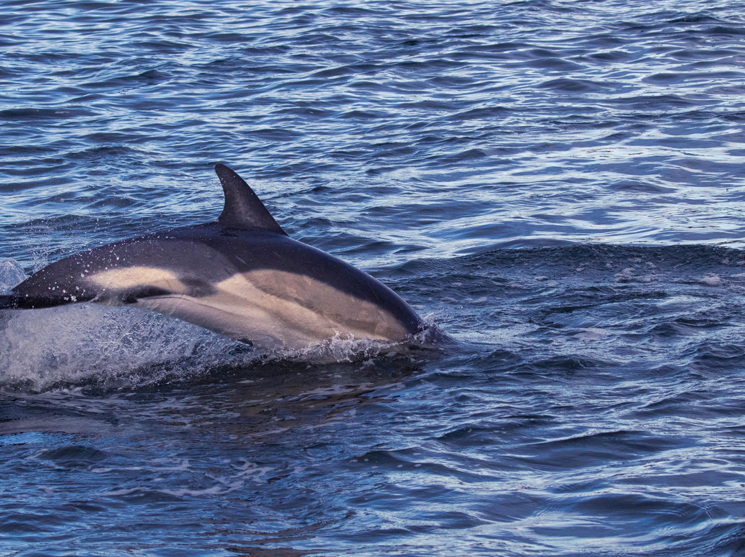 Seaprobe Atlantis-Kyle of Lochalsh必去景点