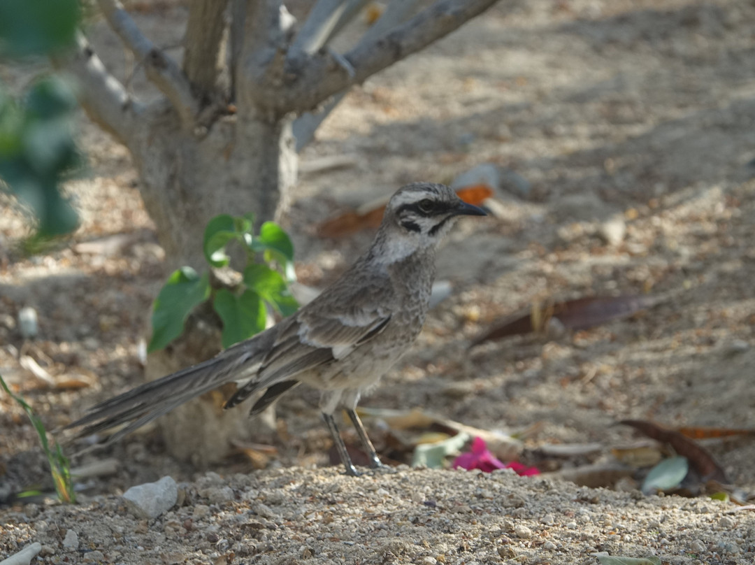 Tucume Pyramids-Tucume必去景点