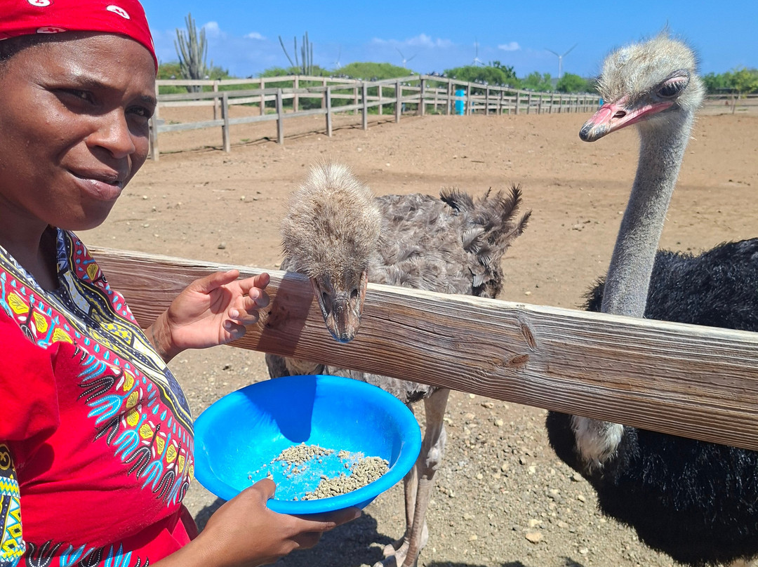 Curacao Ostrich Farm-库拉索必去景点