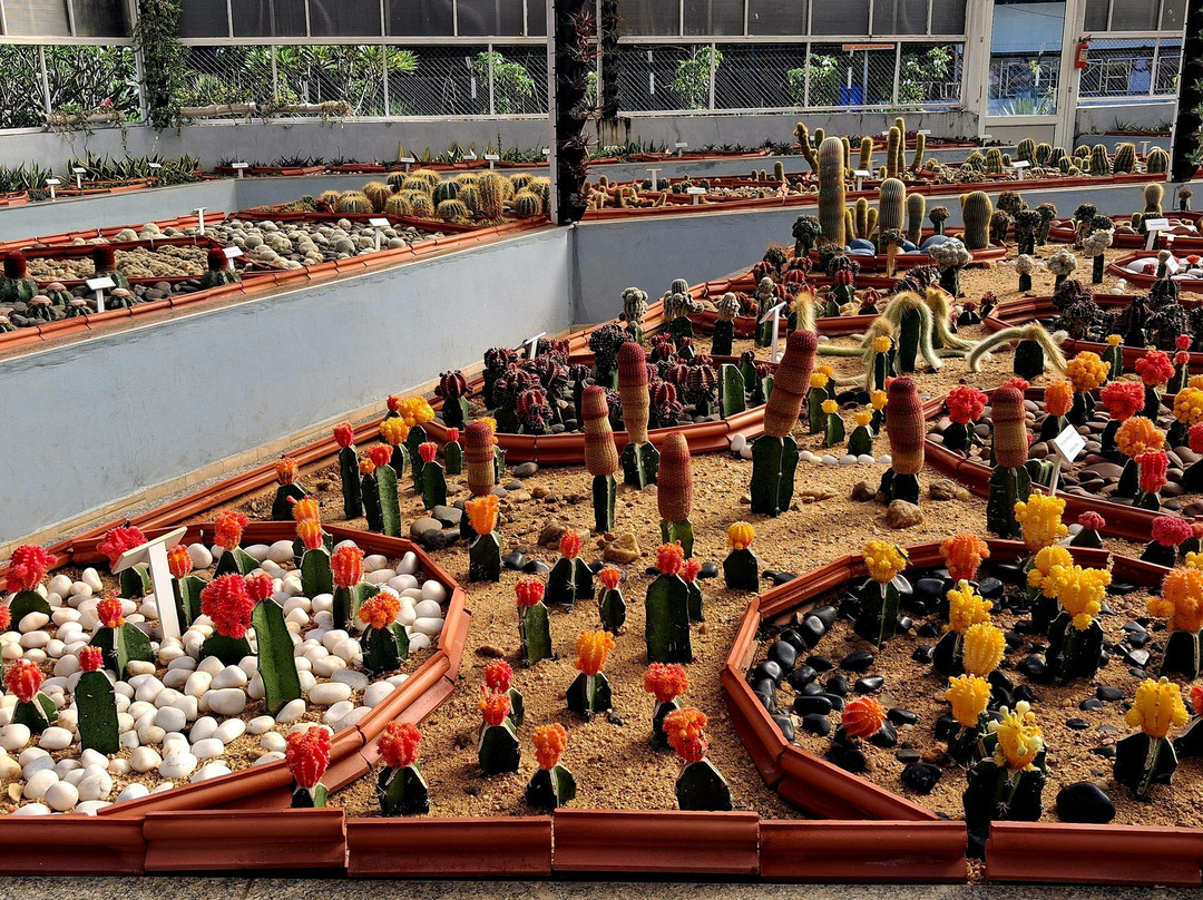 Cactus Garden-Kevadia必去景点