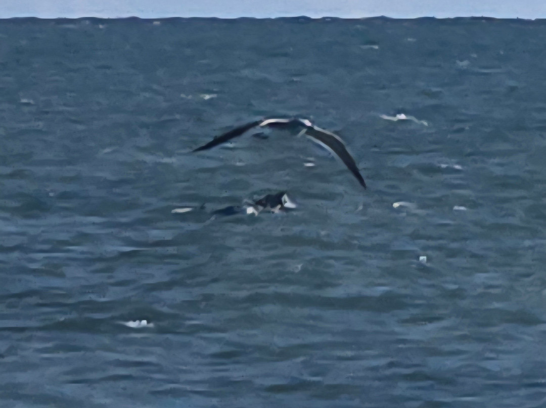 Hurricane Fishing Fleet-Calabash必去景点