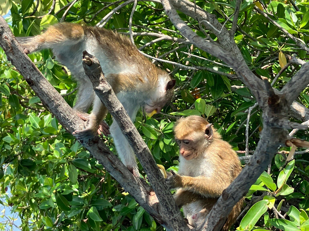 Liam Boat Safari-尼甘布必去景点