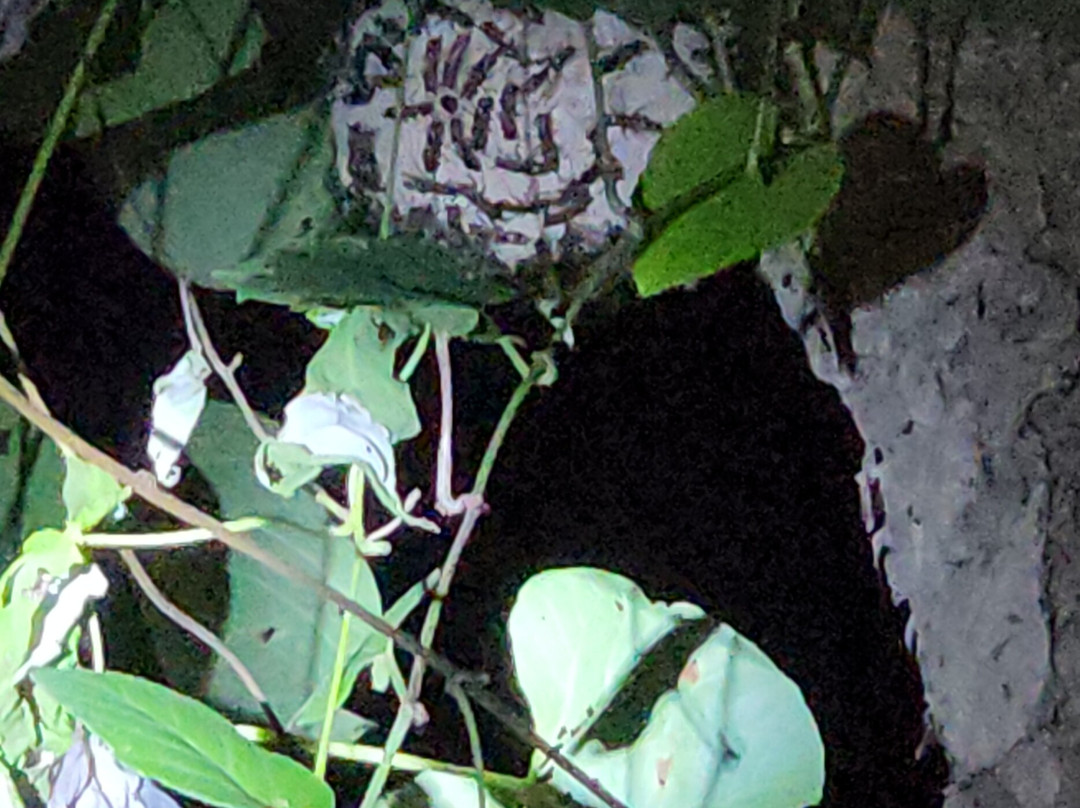 Amazonian Trails-伊基托斯必去景点